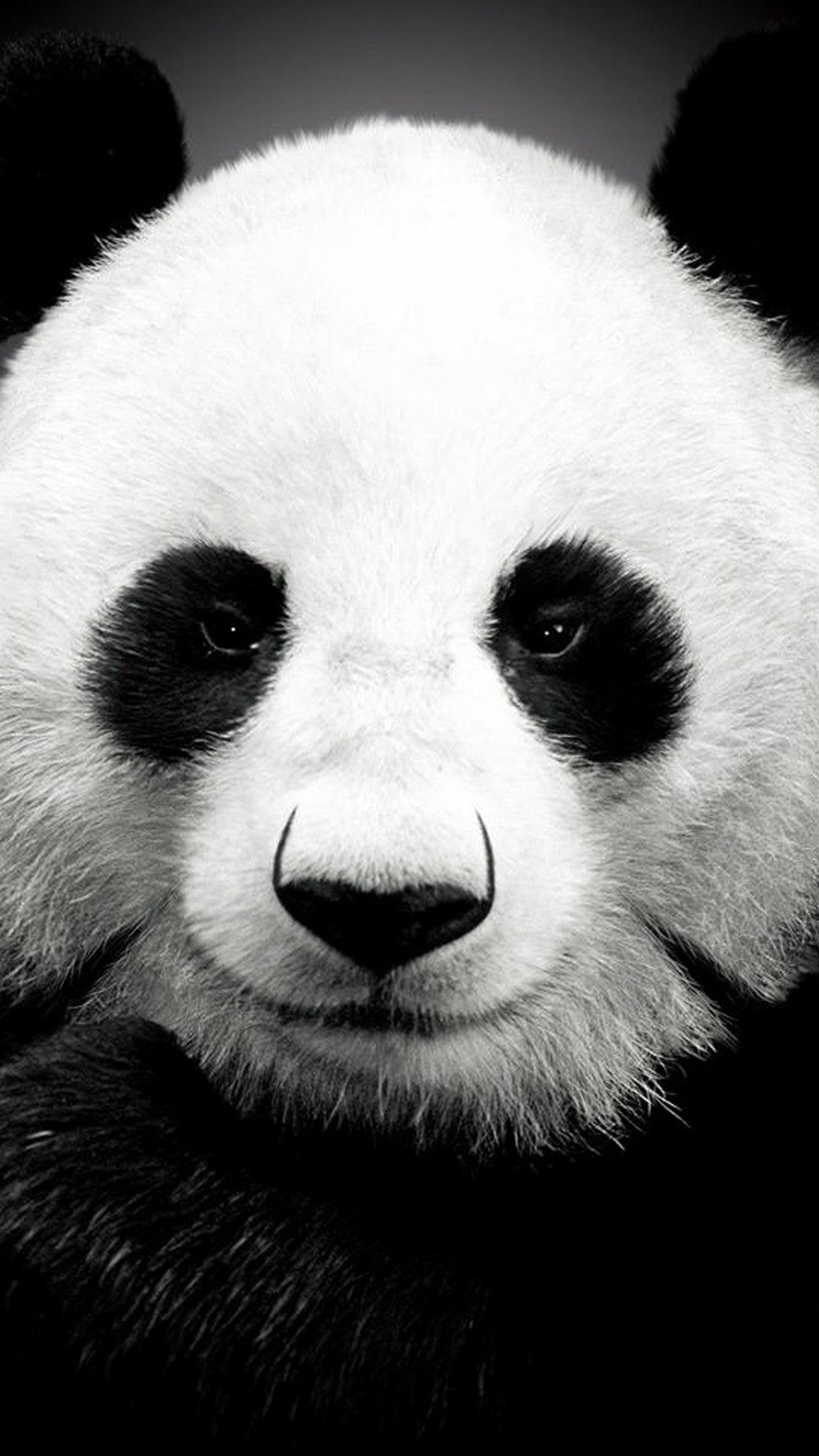 Tìm hiểu 114 hình nền gấu panda siêu hot  CB