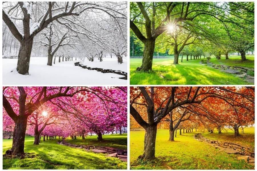 Do đâu trái đất có bốn mùa trong năm