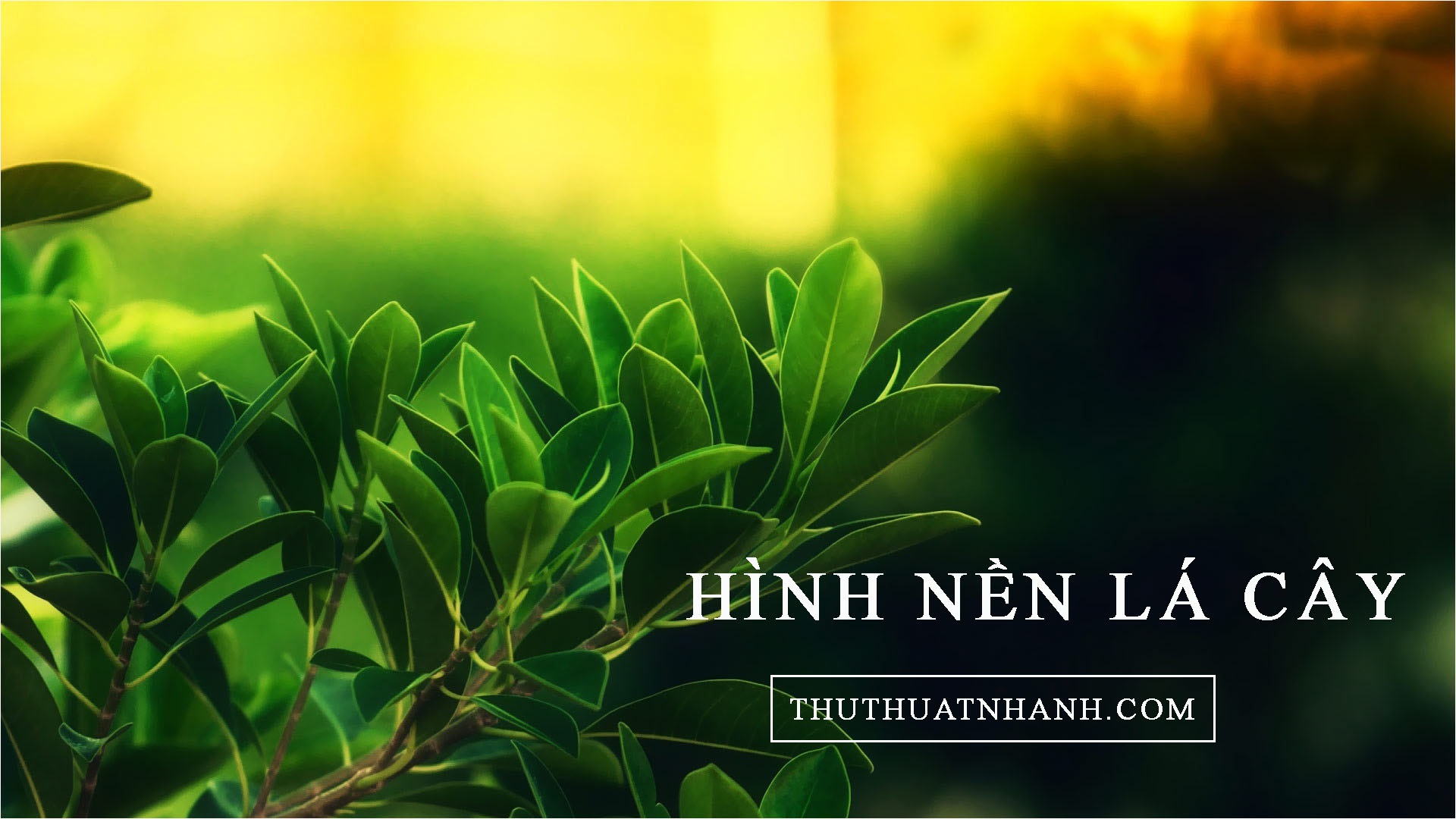 Chia sẻ 56 về hình nền lạc quan hay nhất  trieuson5