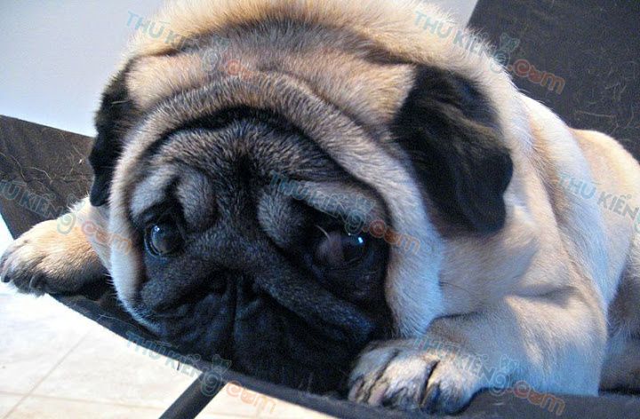Tìm hiểu với hơn 108 hình nền chó mặt xệ dễ thương tuyệt vời nhất   thdonghoadian