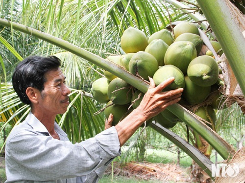 Phát triển mô hình trồng dừa Xiêm ở huyện Phù Cát